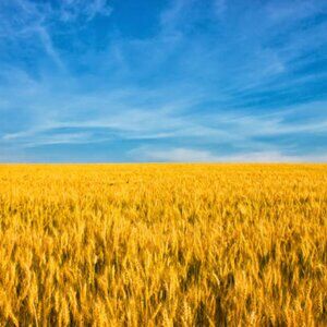 Meet your Posher, Elena